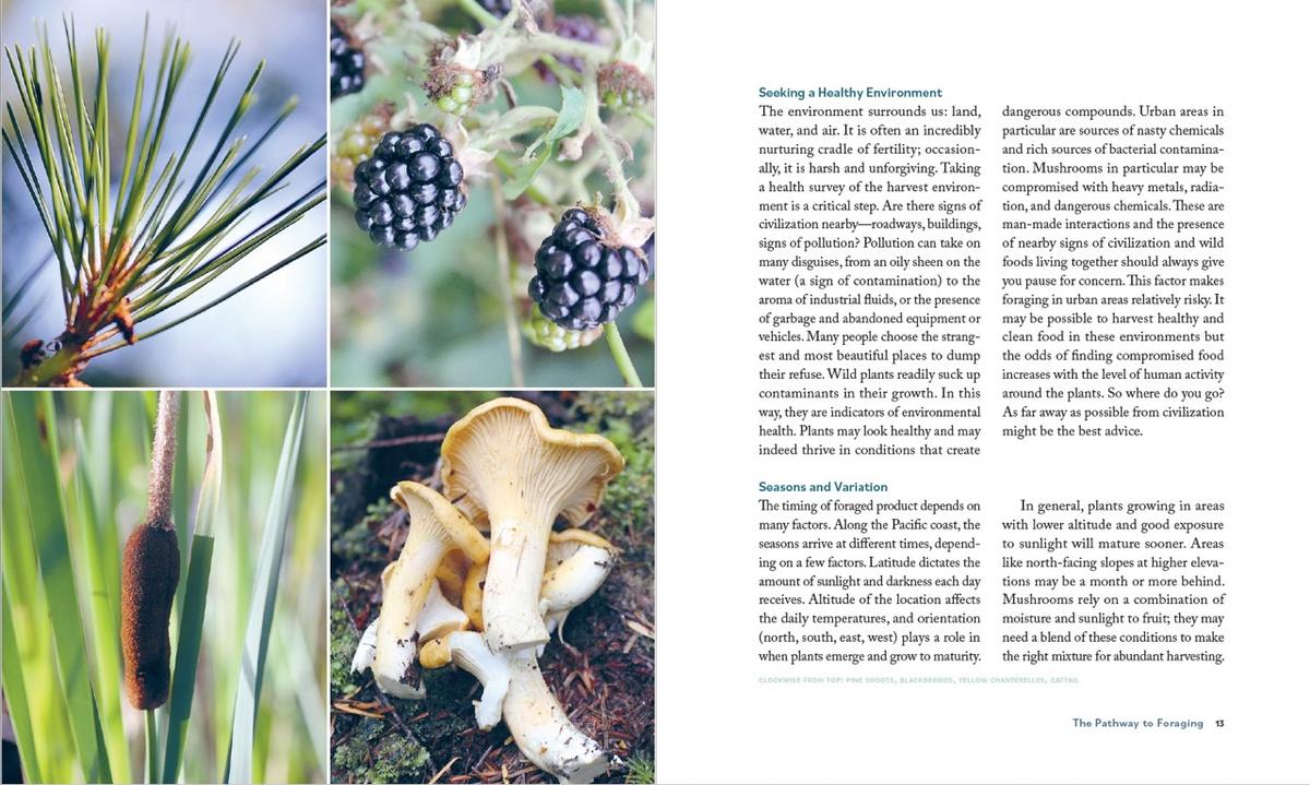 The Deerholme Foraging Cookbook: Wild Ingredients and Recipes from the Pacific Northwest, Revised and Updated | Revised, 2nd Edition - Image 3